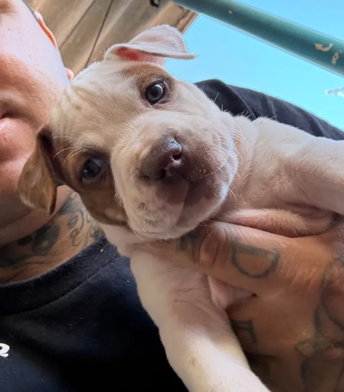 Cachorro raça Pit-Bull idade Abaixo de 2 meses nome Pitbulls 