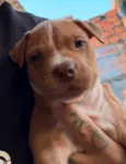 Pitbulls 