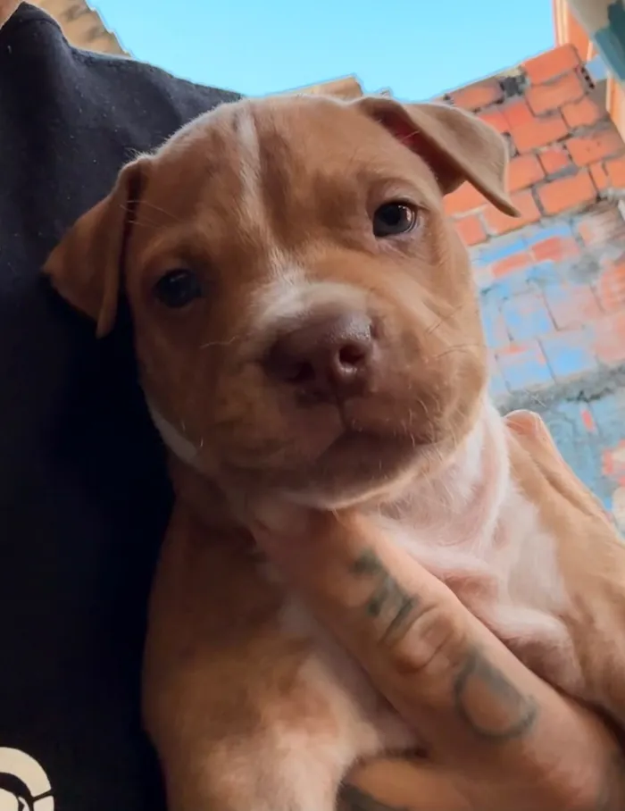 Cachorro raça Pit-Bull idade Abaixo de 2 meses nome Pitbulls 