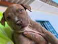 Pitbulls 