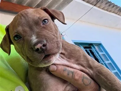 Cachorro raça Pit-Bull idade Abaixo de 2 meses nome Pitbulls 