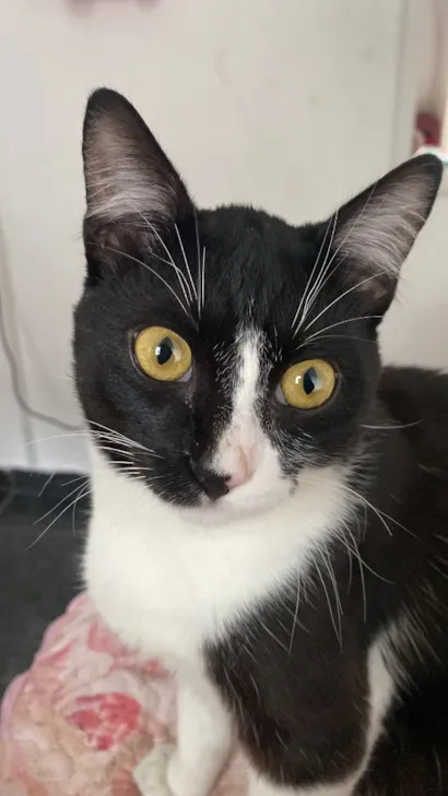 Gato raça SRD-ViraLata idade 2 a 6 meses nome Frajola 
