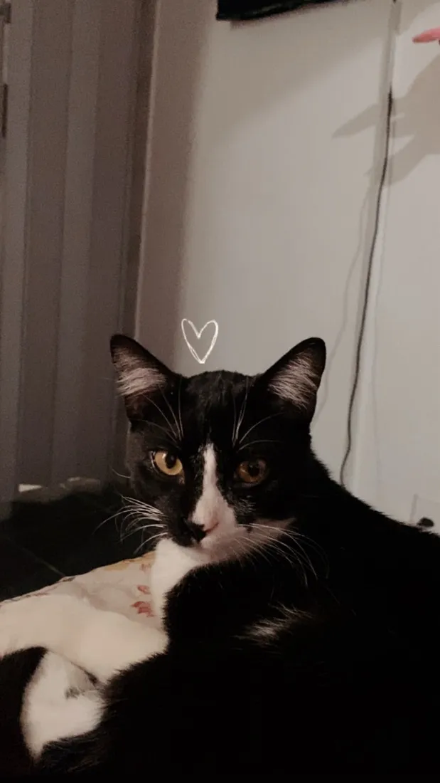 Gato raça SRD-ViraLata idade 2 a 6 meses nome Frajola 