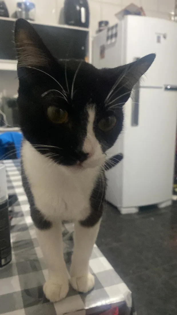 Gato raça SRD-ViraLata idade 2 a 6 meses nome Frajola 