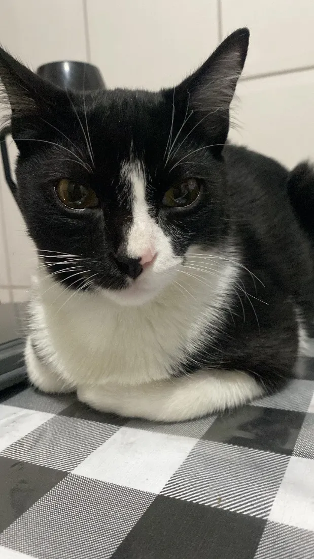 Gato raça SRD-ViraLata idade 2 a 6 meses nome Frajola 