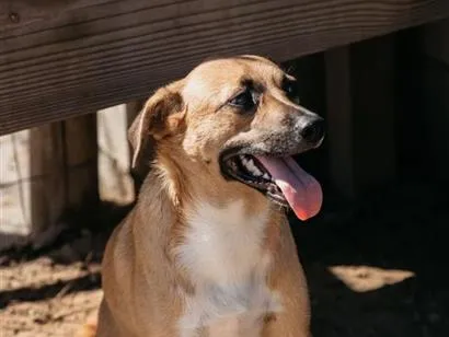 Cachorro raça SRD-ViraLata idade 3 anos nome Minnie