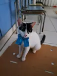Pepita