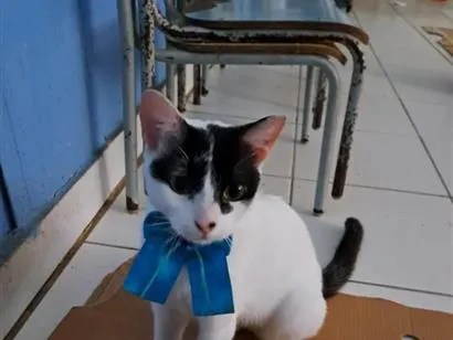 Gato raça SRD-ViraLata idade 1 ano nome Pepita