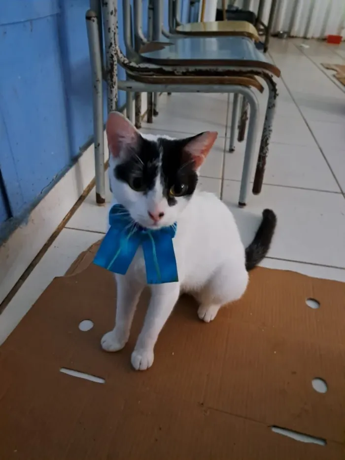 Gato raça SRD-ViraLata idade 1 ano nome Pepita