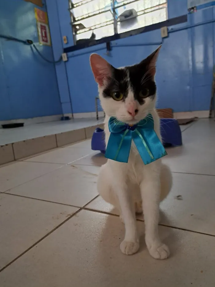Gato raça SRD-ViraLata idade 1 ano nome Pepita