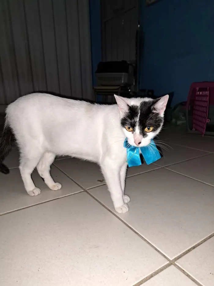 Gato raça SRD-ViraLata idade 1 ano nome Pepita