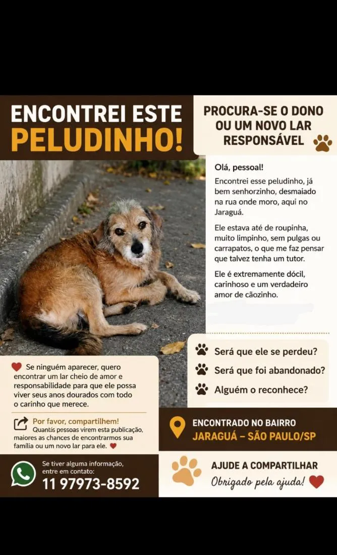Cachorro raça SRD-ViraLata idade 6 ou mais anos nome Senhor Leo