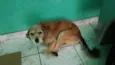 Senhor Leo