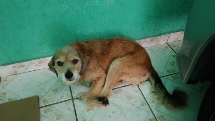 Cachorro raça SRD-ViraLata idade 6 ou mais anos nome Senhor Leo