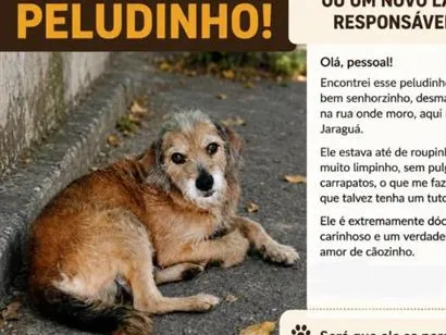 Cachorro raça SRD-ViraLata idade 6 ou mais anos nome Senhor Leo