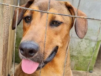 Cachorro raça SRD-ViraLata idade 2 anos nome Príncipe Harry