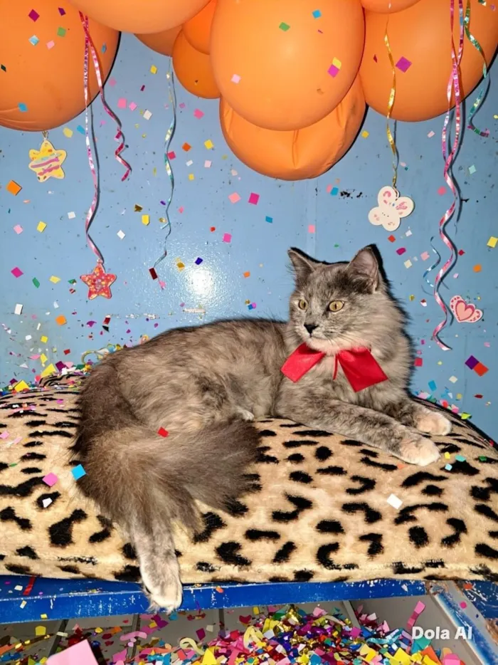 Gato raça SRD-ViraLata idade 1 ano nome Potira