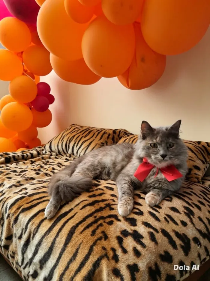 Gato raça SRD-ViraLata idade 1 ano nome Potira