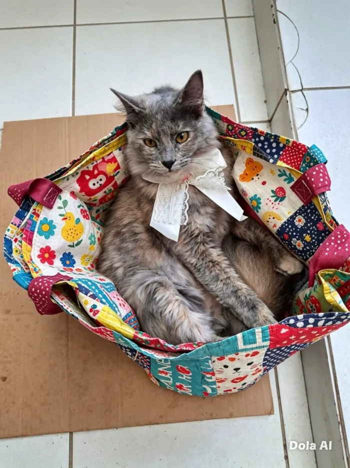 Gato raça SRD-ViraLata idade 1 ano nome Potira