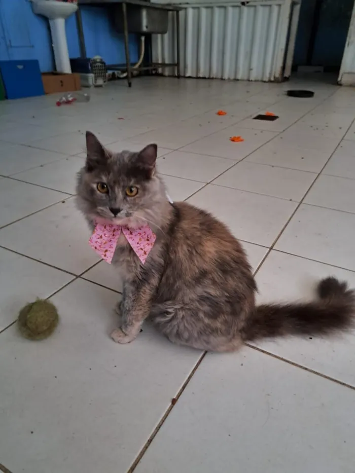Gato raça SRD-ViraLata idade 1 ano nome Potira