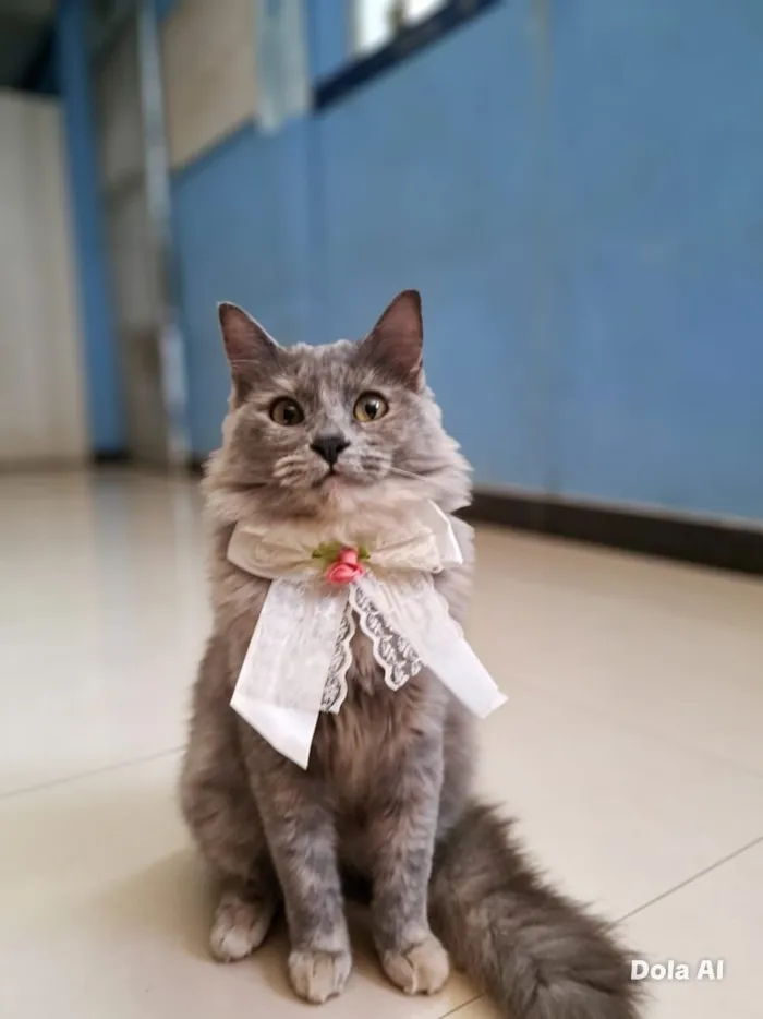 Gato raça SRD-ViraLata idade 1 ano nome Potira