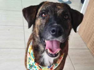 Cachorro raça SRD-ViraLata idade 2 anos nome Tigresa