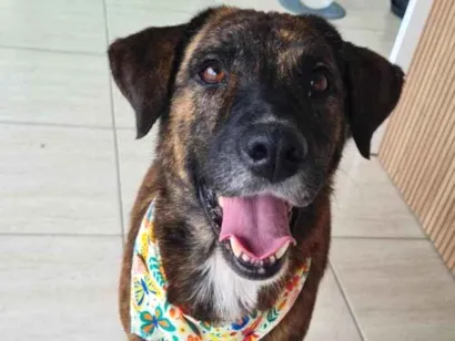 Cachorro raça SRD-ViraLata idade 2 anos nome Tigresa