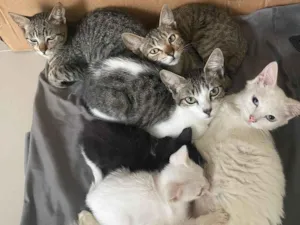 Gato raça SRD-ViraLata idade 1 ano nome Ayla 