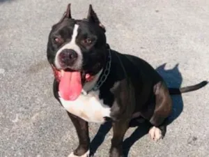Cachorro raça Pit-Bull idade 4 anos nome Pingo