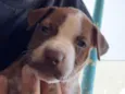 Pitbulls 