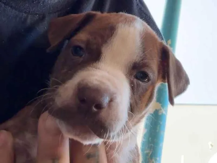 Cachorro raça Pit-Bull idade Abaixo de 2 meses nome Pitbulls 