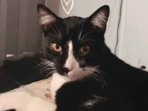 Gato raça SRD-ViraLata idade 2 a 6 meses nome Frajola 