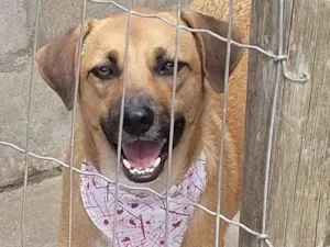Cachorro raça SRD-ViraLata idade 3 anos nome Minnie