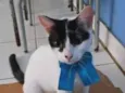 Pepita