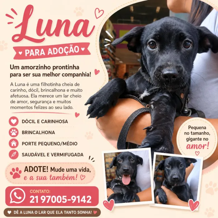 Cachorro raça SRD-ViraLata idade 2 a 6 meses nome Luna