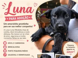 Cachorro raça SRD-ViraLata idade 2 a 6 meses nome Luna
