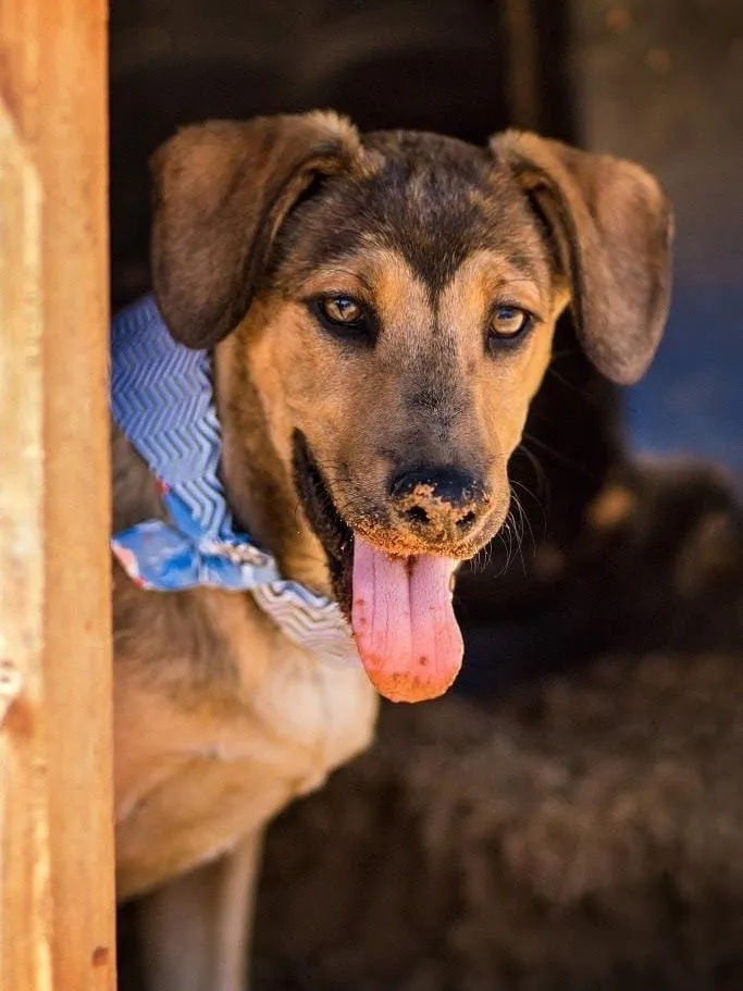Cachorro raça SRD-ViraLata idade 2 anos nome Príncipe Harry