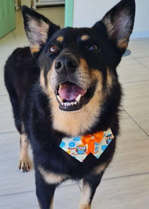 Cachorro raça SRD-ViraLata idade 4 anos nome Pedrinho 