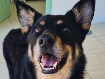 Cachorro raça SRD-ViraLata idade 4 anos nome Pedrinho 