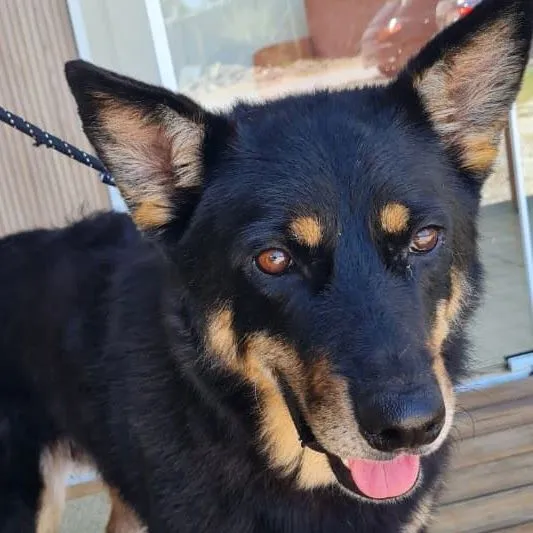 Cachorro raça SRD-ViraLata idade 4 anos nome Pedrinho 