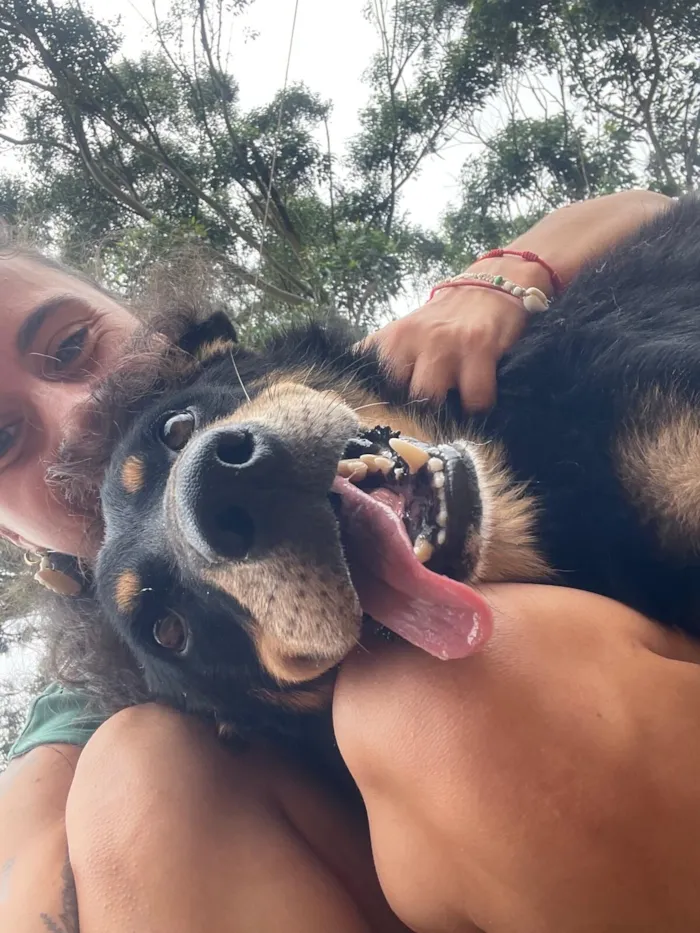Cachorro raça SRD-ViraLata idade 4 anos nome Pedrinho 