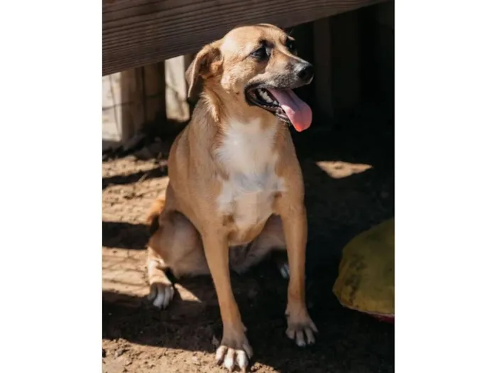 Cachorro raça SRD-ViraLata idade 3 anos nome Minnie