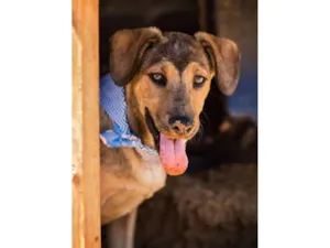 Cachorro raça SRD-ViraLata idade 2 anos nome Príncipe Harry