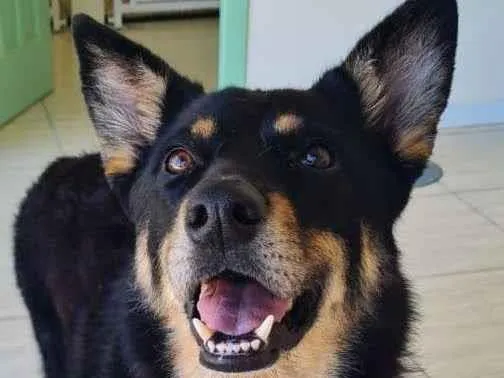 Cachorro raça SRD-ViraLata idade 4 anos nome Pedrinho 