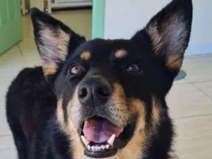 Cachorro raça SRD-ViraLata idade 4 anos nome Pedrinho 