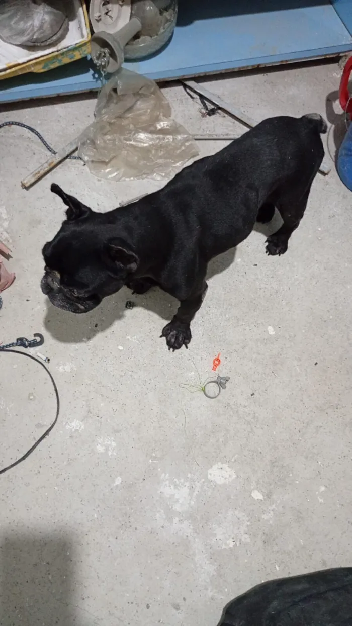 Cachorro raça Bulldog idade 4 anos nome agira