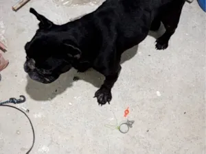 Cachorro raça Bulldog idade 4 anos nome agira