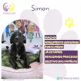 Simon