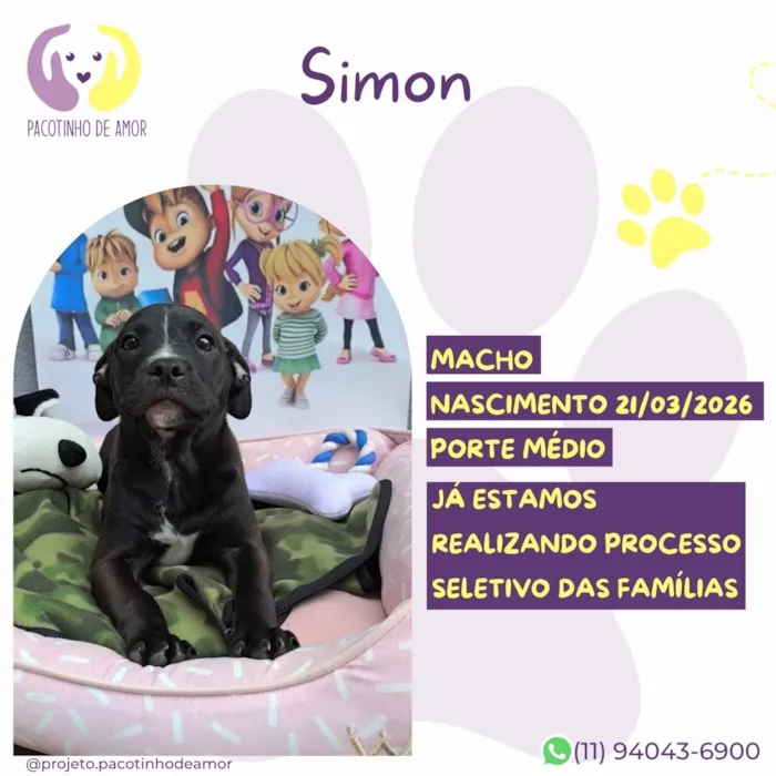 Cachorro raça SRD-ViraLata idade 7 a 11 meses nome Simon