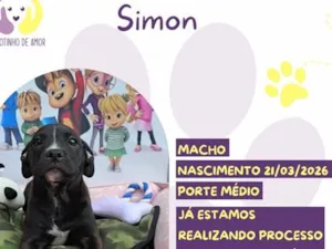 Cachorro raça SRD-ViraLata idade 7 a 11 meses nome Simon